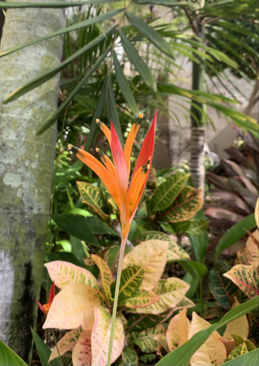 parrot heliconia