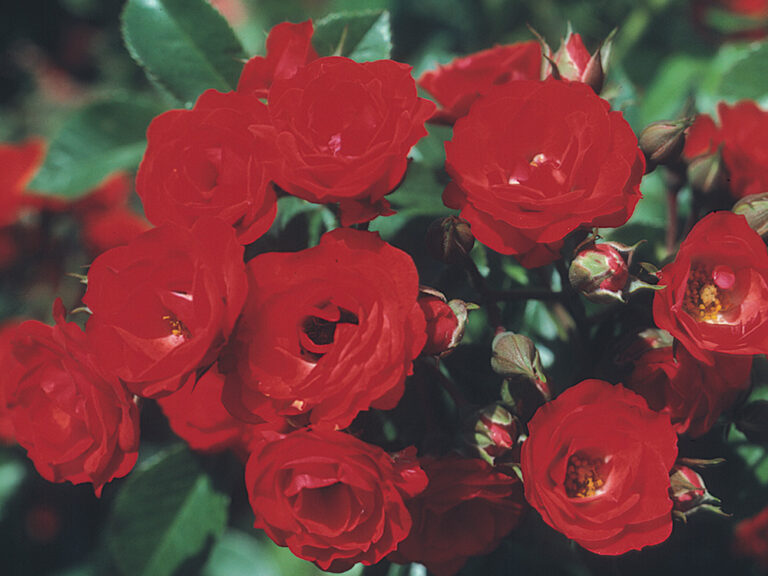 The Best Roses for Your Garden FineGardening