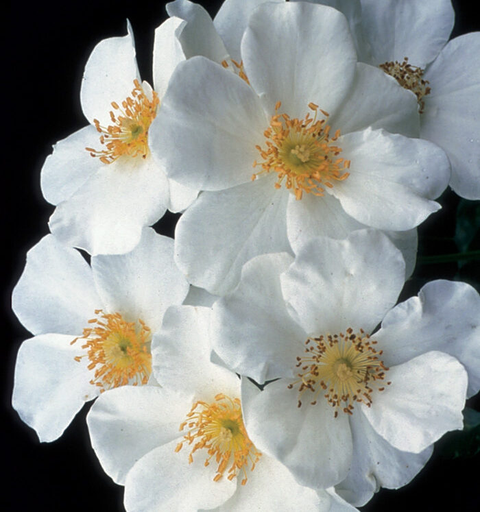 The Best Roses for Your Garden - Fine Gardening