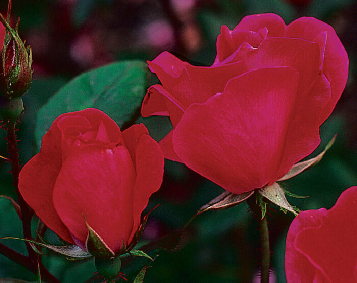 The Best Roses for Your Garden FineGardening