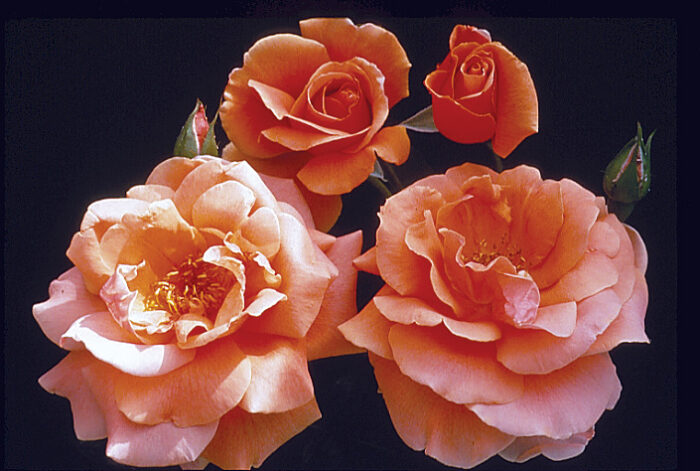 The Best Roses for Your Garden - Fine Gardening
