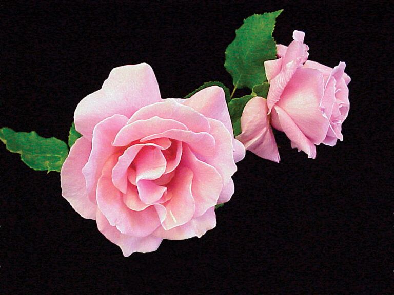 The Best Roses for Your Garden - Fine Gardening