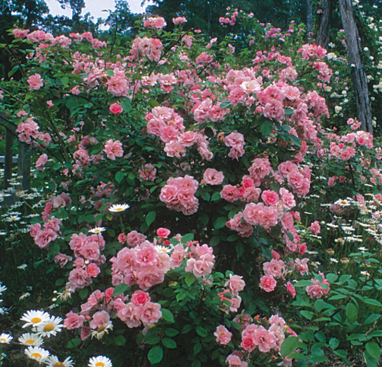 The Best Roses for Your Garden FineGardening