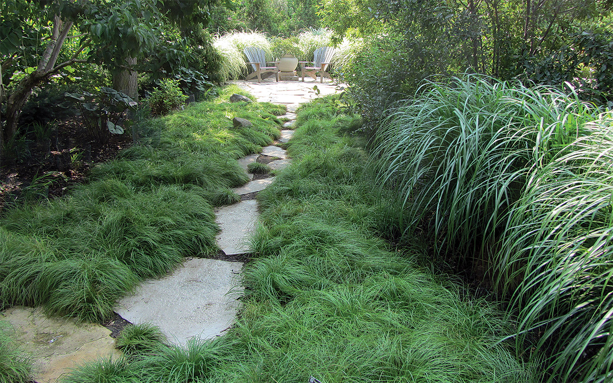 27 Better Ground Covers for Shade to Replace Problematic Plants - Fine