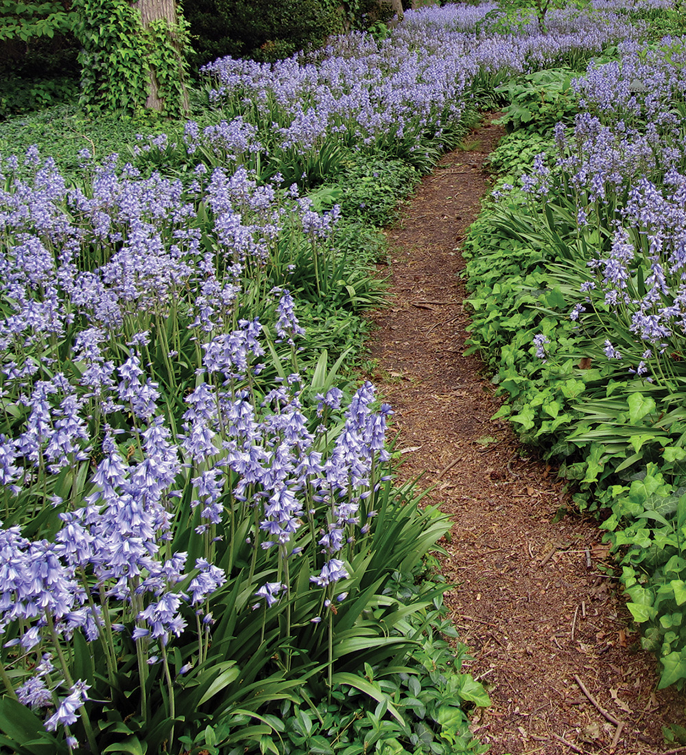 27 Better Ground Covers For Shade To Replace Problematic Plants Finegardening