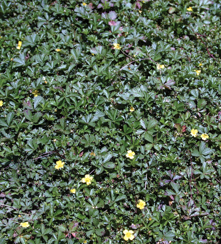 27 Better Ground Covers for Shade to Replace Problematic Plants