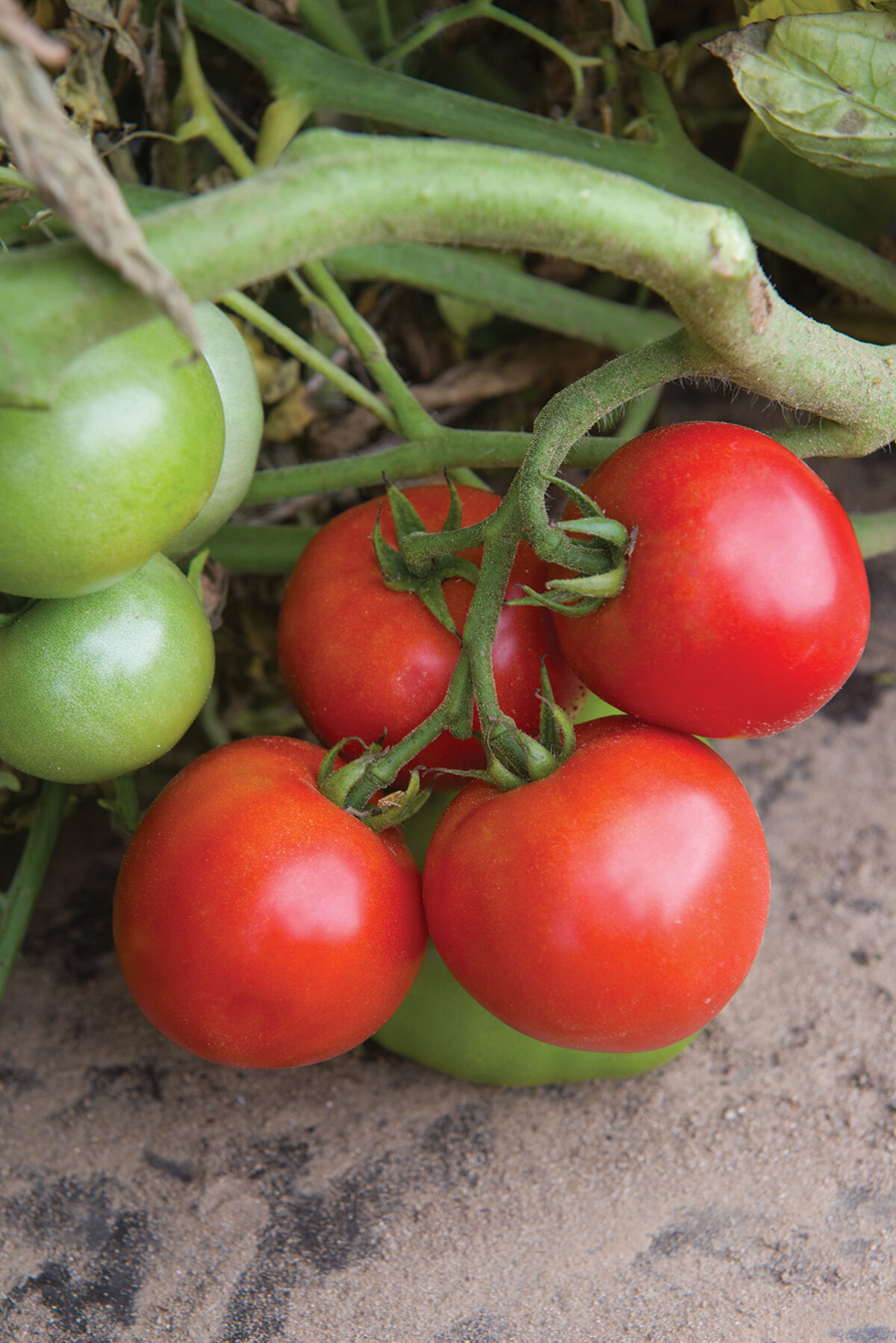 Sentient Tomato Episode 103: Seeds We’re Starting – Make House Cool