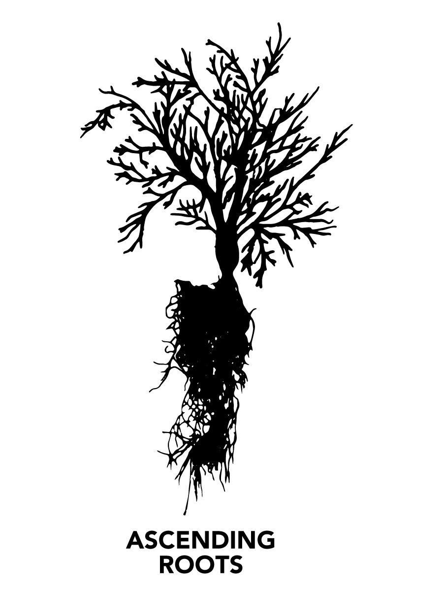 How to Site Your GroundCover Plants Right Fine Gardening