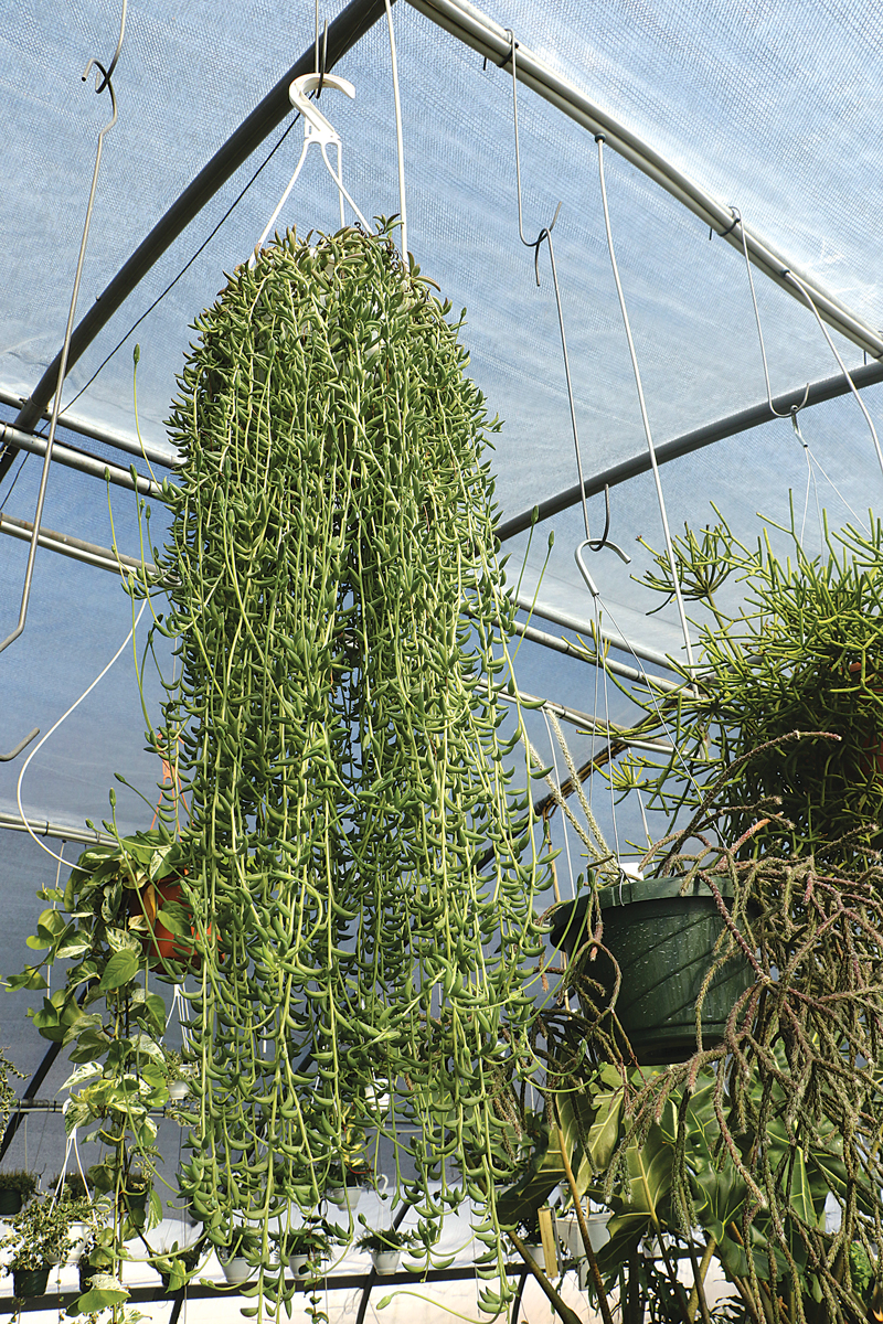 Senecio radicans syn. Curio radicans, Zones 10–11