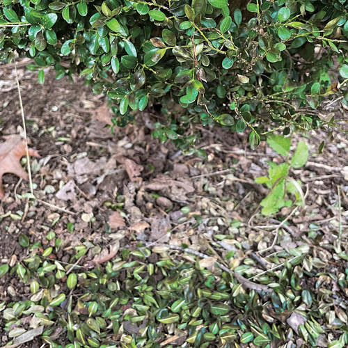 3 Tell-Tale Signs of Boxwood Blight - Fine Gardening