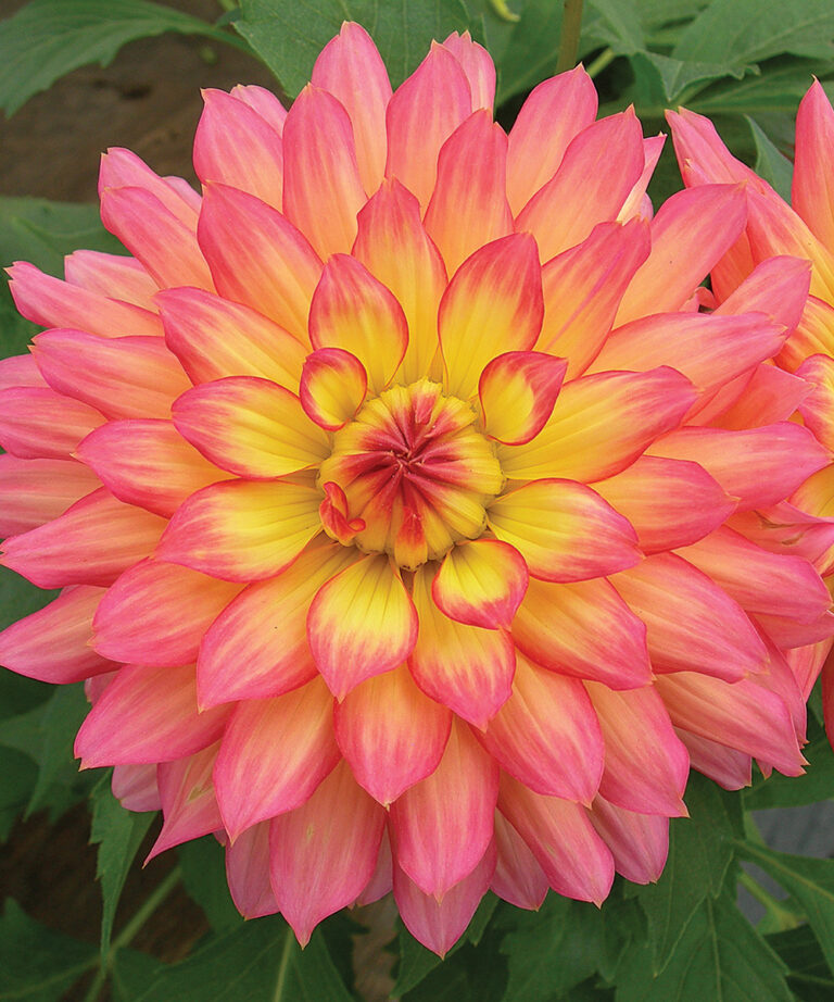 Your Favorite Plants Improved for the South FineGardening