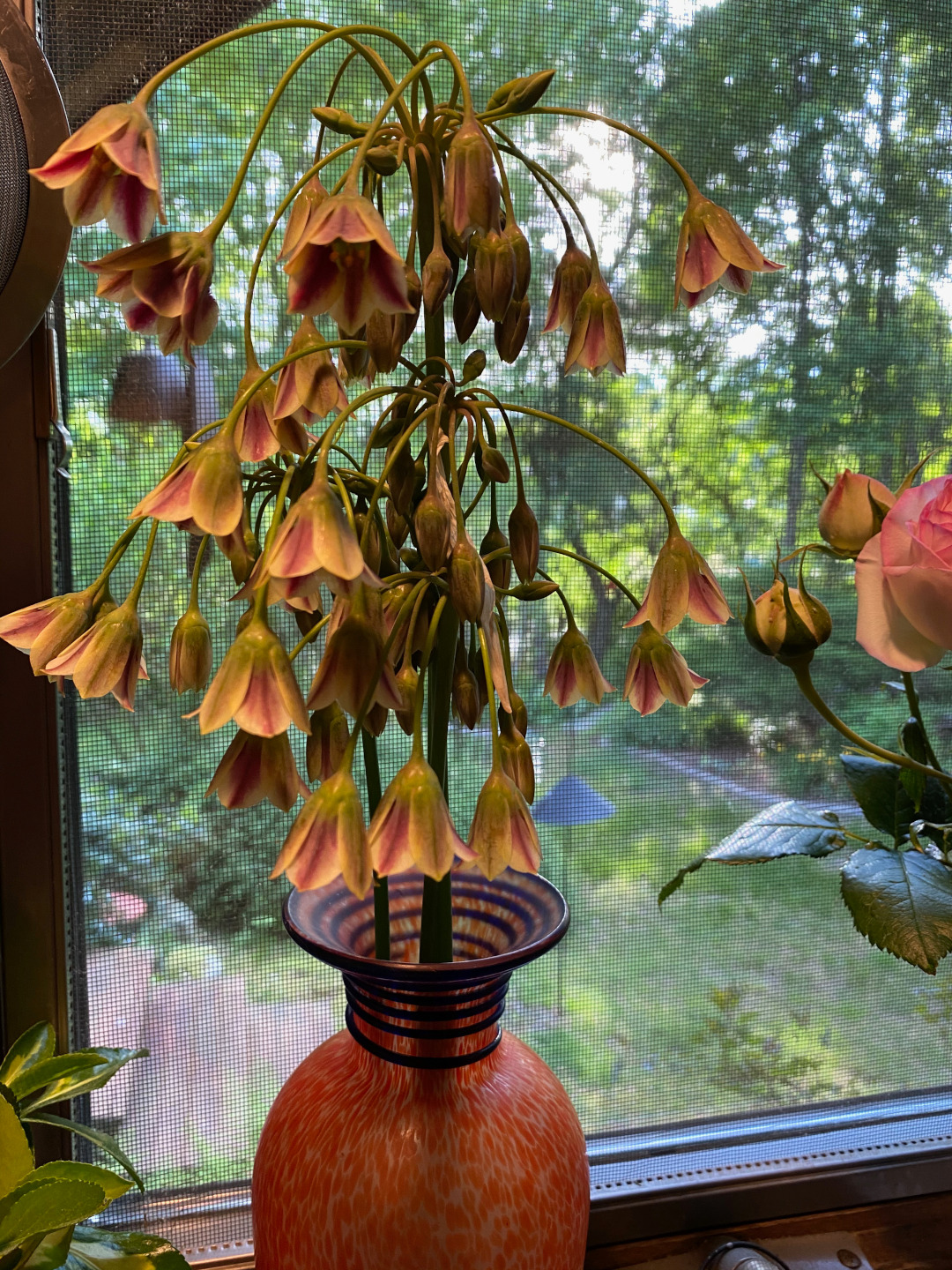 Allium siculum sitting in a vase on the window sill