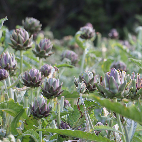 Growing Artichokes in the Northeast Fine Gardening
