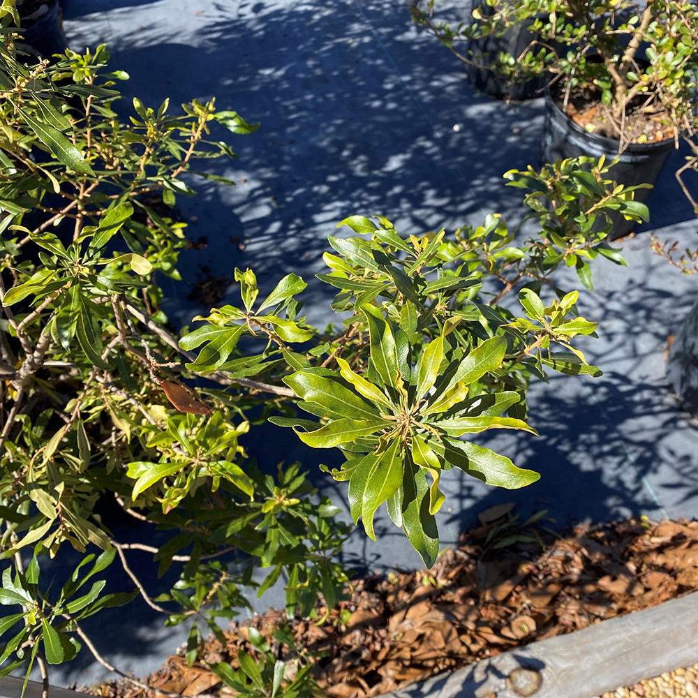 Wax myrtle