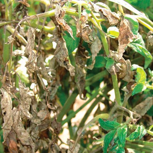 Síntomas del tizón tardío