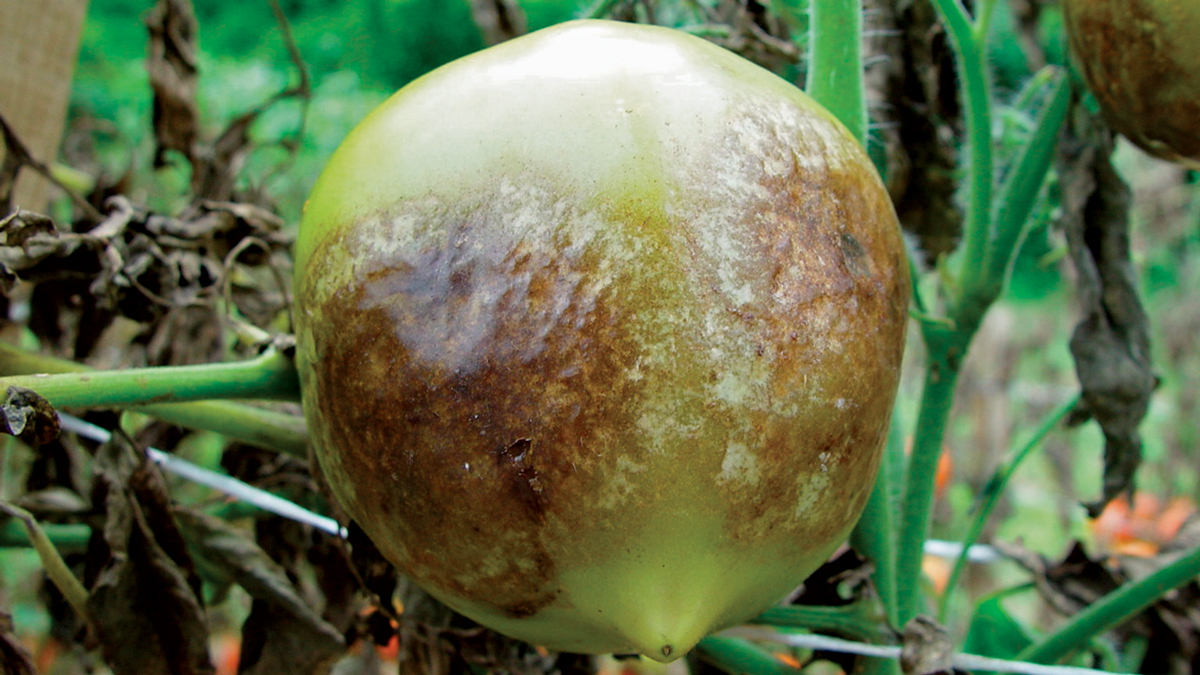 fruta coriácea