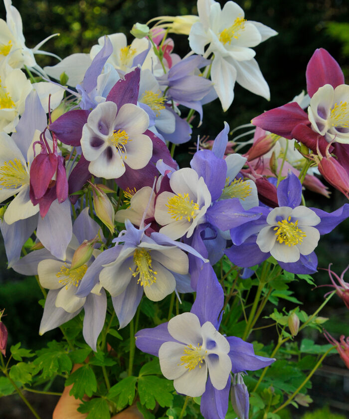Five Perennials That Are Easy to Grow From Seed FineGardening