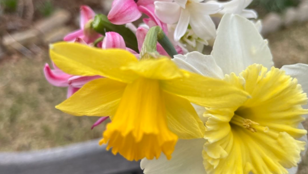 Small-Space Gardening in Texas - FineGardening - Vimarsana News
