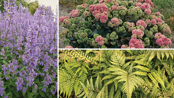 Best New Plants: Perennials - FineGardening - Vimarsana News