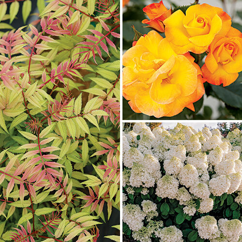 The Best New Plants for Your Garden Trendy Home Site