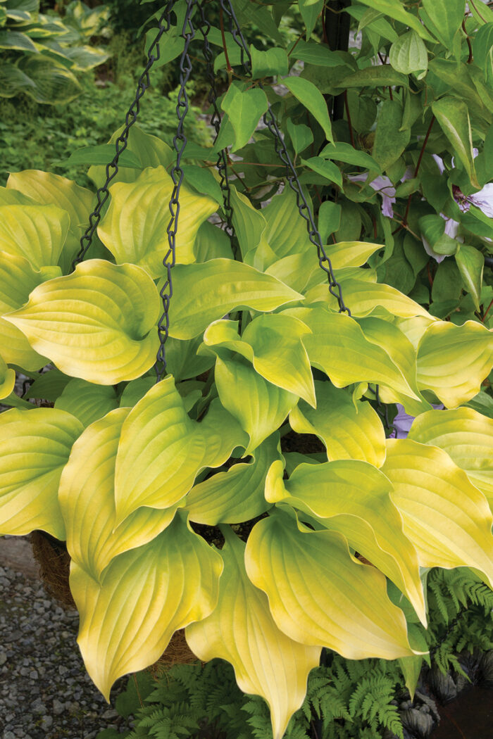 Hostas favoritas FineGardening Mis Plantas