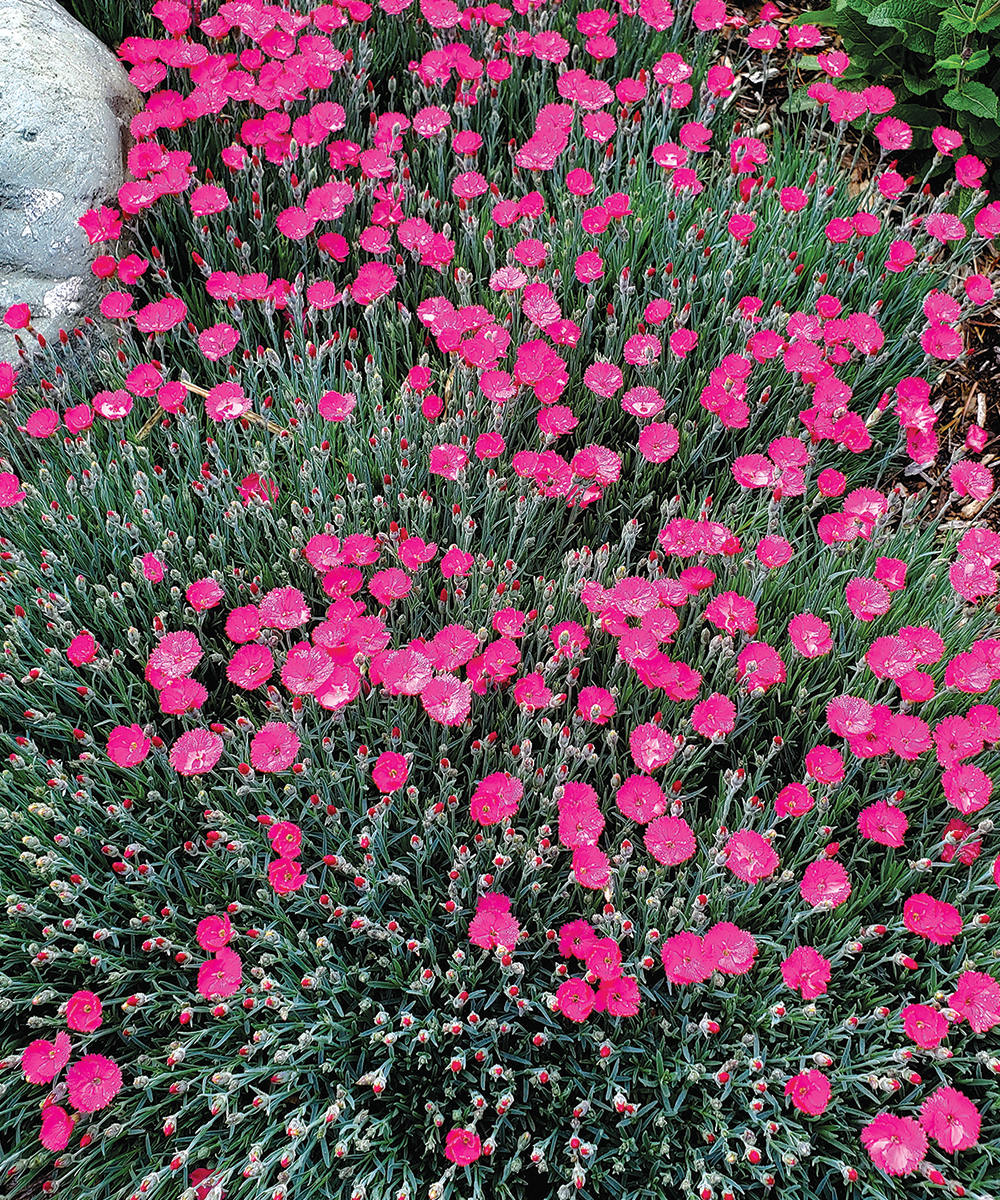 Pintar la ciudad de Dianthus en magenta