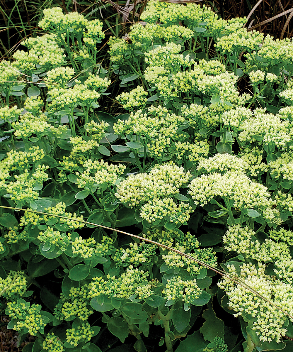 Sedum de limonjade