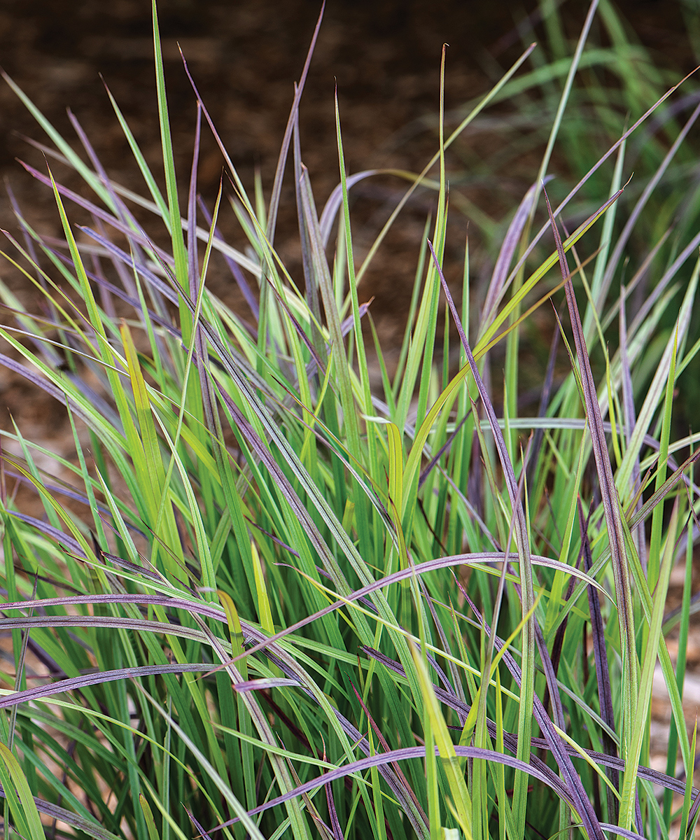 Little Bluestem de la Zona Crepuscular