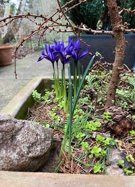 flores azules en primavera