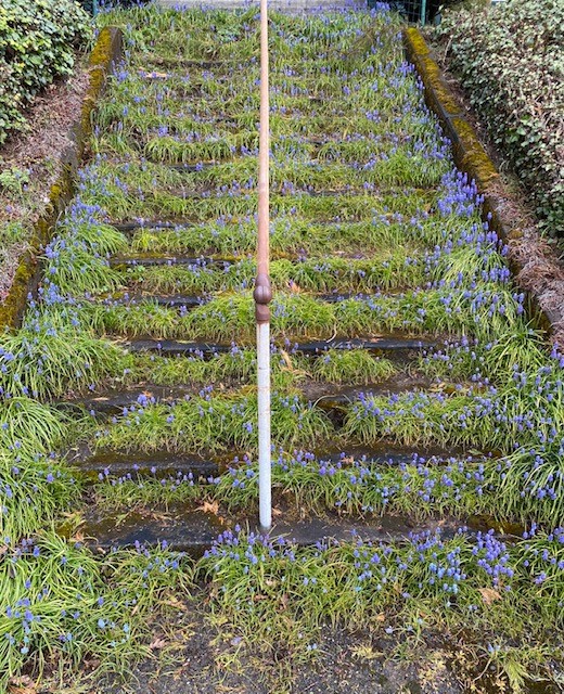 Escaleras exteriores cubiertas de plantas con diminutas flores violetas