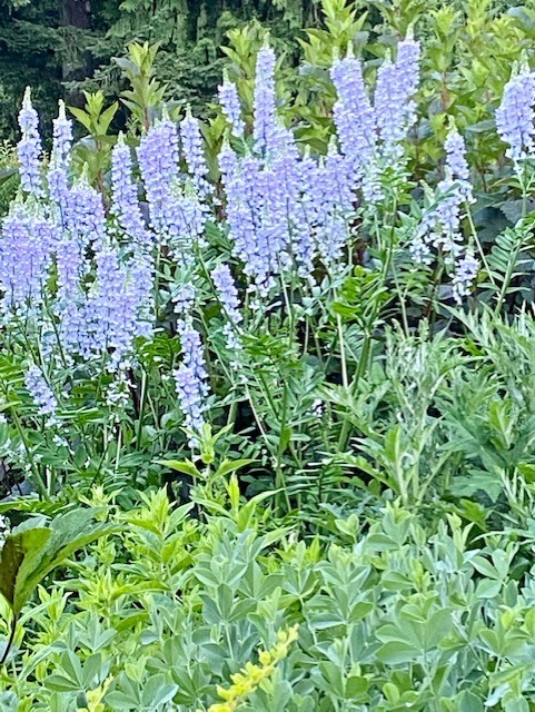 Racimo de flores altas de color azul claro