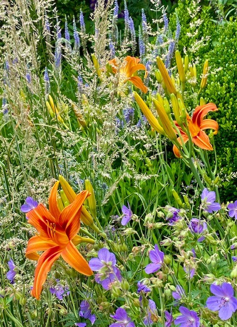 pequeñas flores de color púrpura claro junto con grandes flores de color naranja brillante