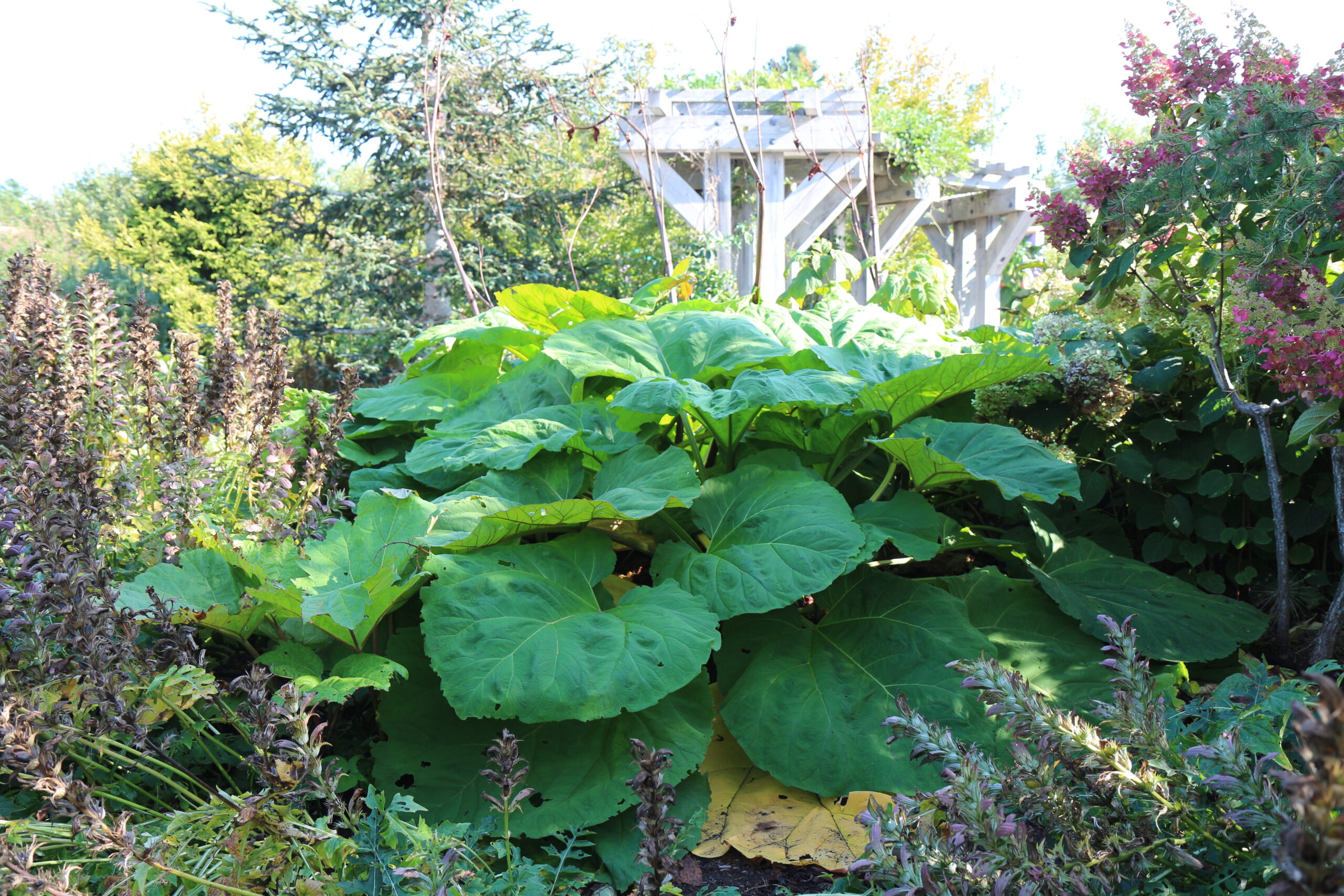 planta alta con enormes hojas verdes