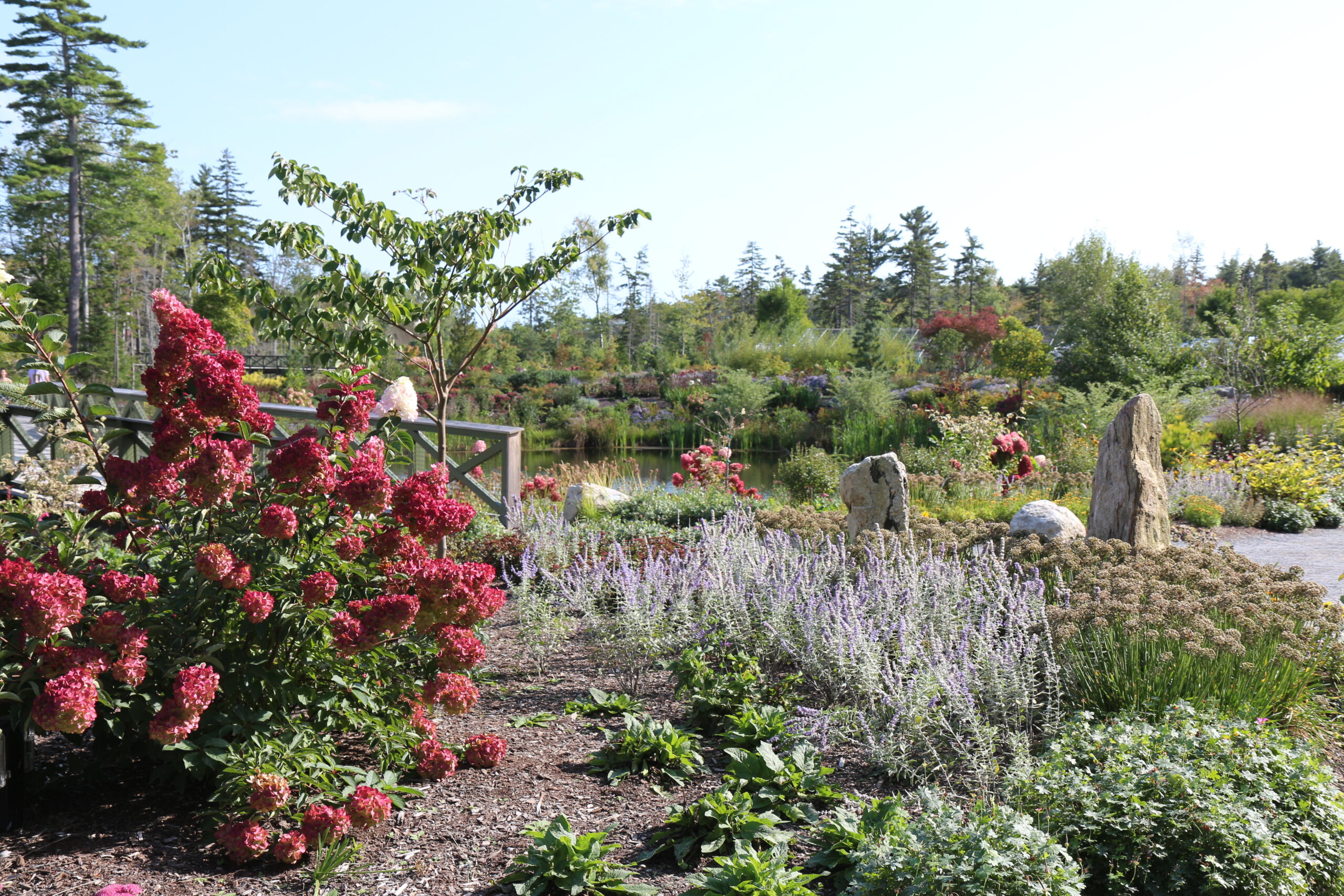 Cama de jardín con una gran hortensia rosa oscuro como punto de atracción