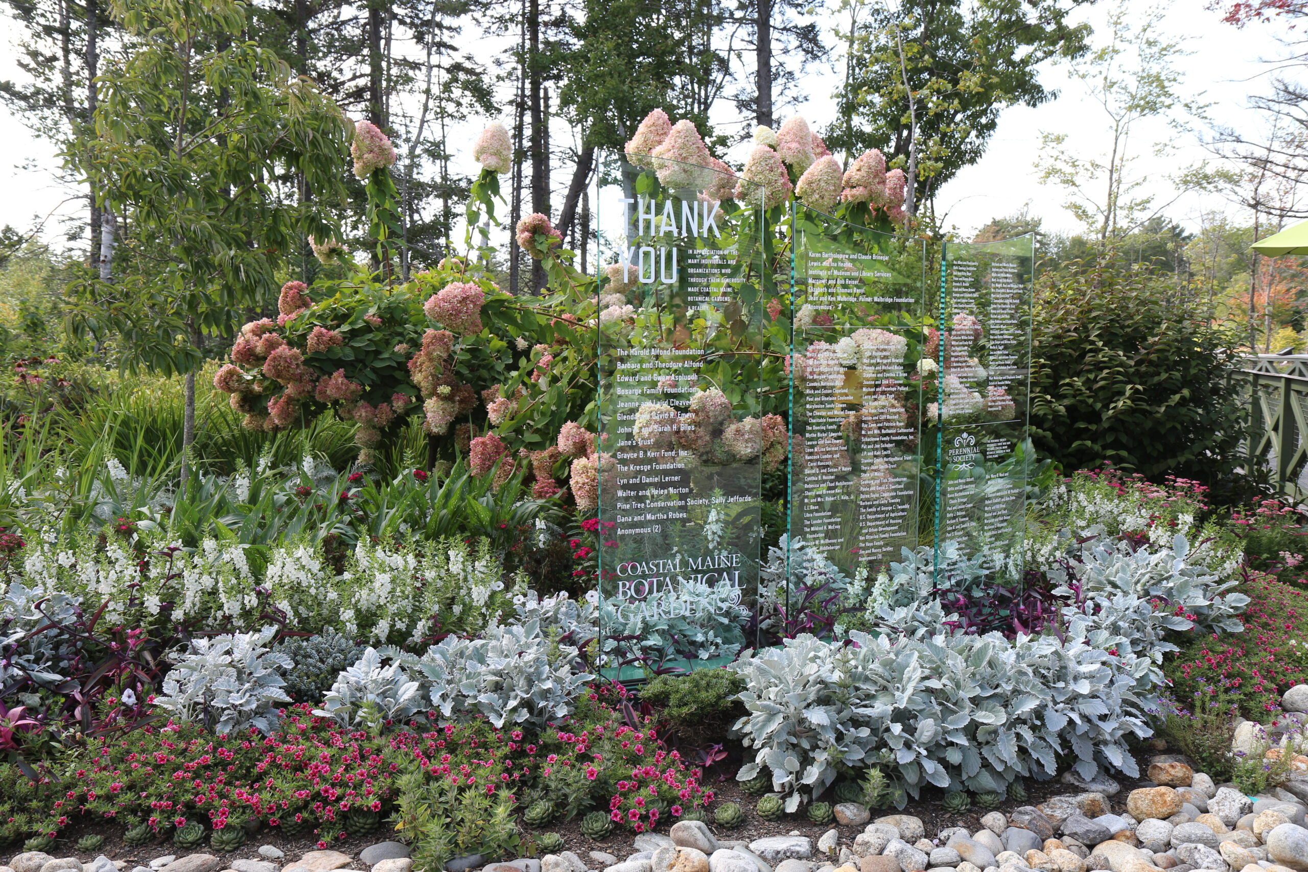 cama de jardín con flores rosas y plantas de follaje plateado