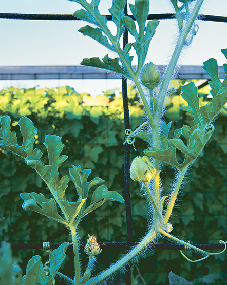 Planta de sandía entrenada para escalar