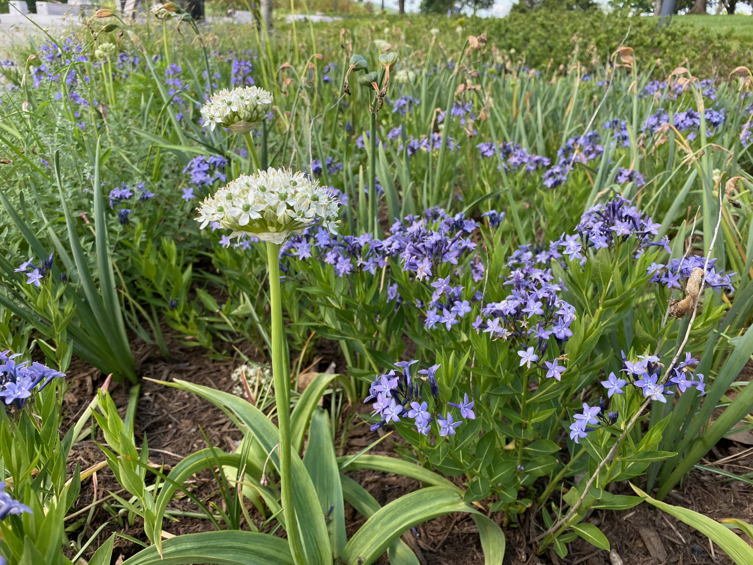 ‘Blue Ice’ blue star’s low-growing foliage and explosion of small, delicate flowers work well to mask fading spring bulb foliage. Photo: Andy Pulte