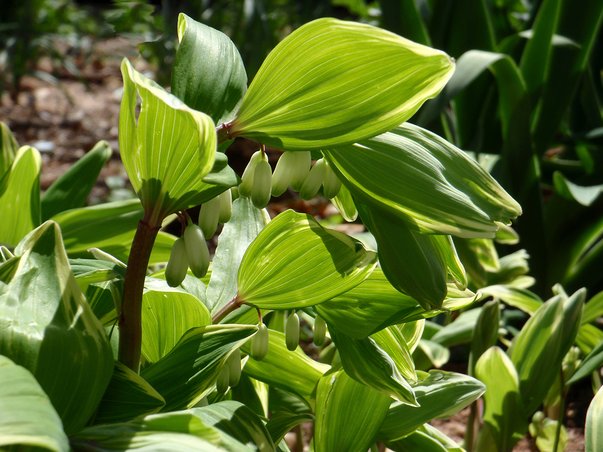 Variegated Solomon’s seal