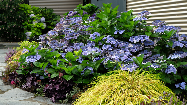 Tips for Success With Hydrangeas - FineGardening - Vimarsana News