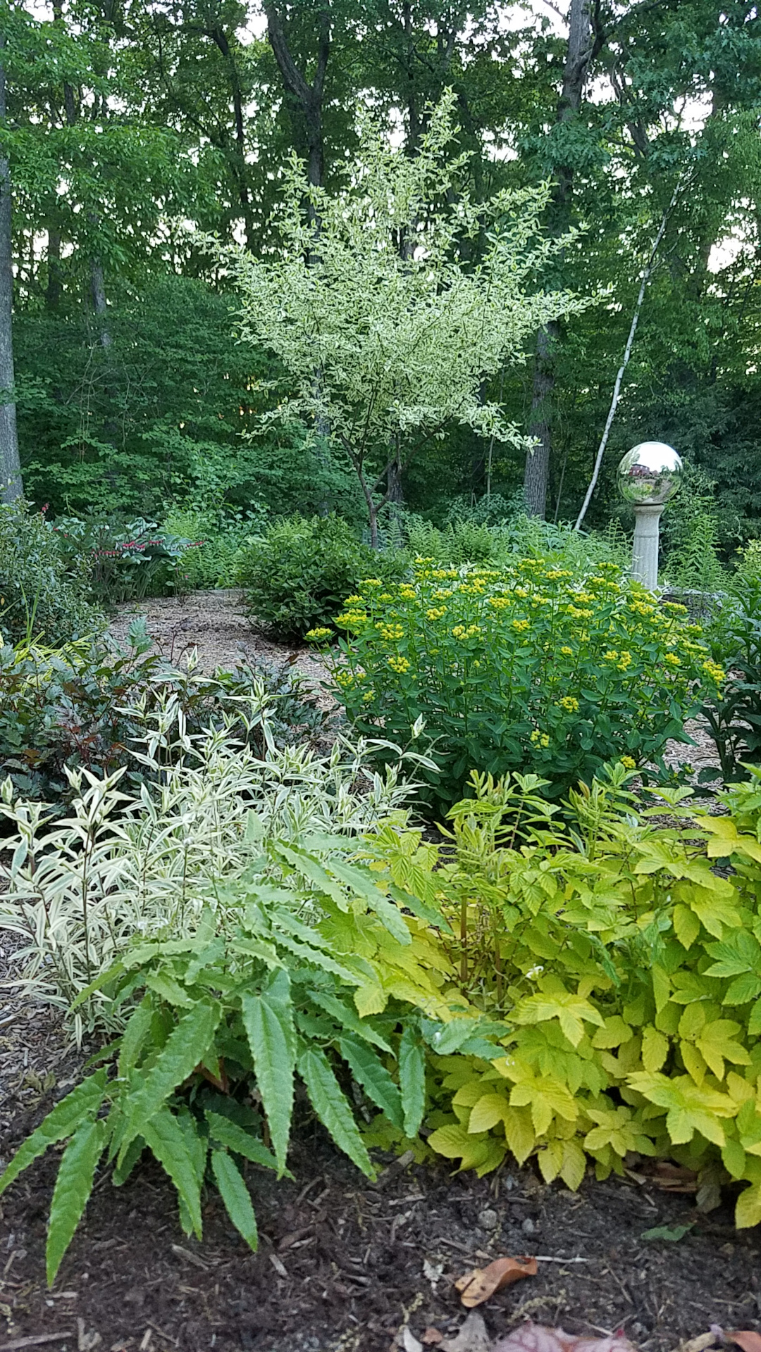 Cama de jardín llena de plantas verdes