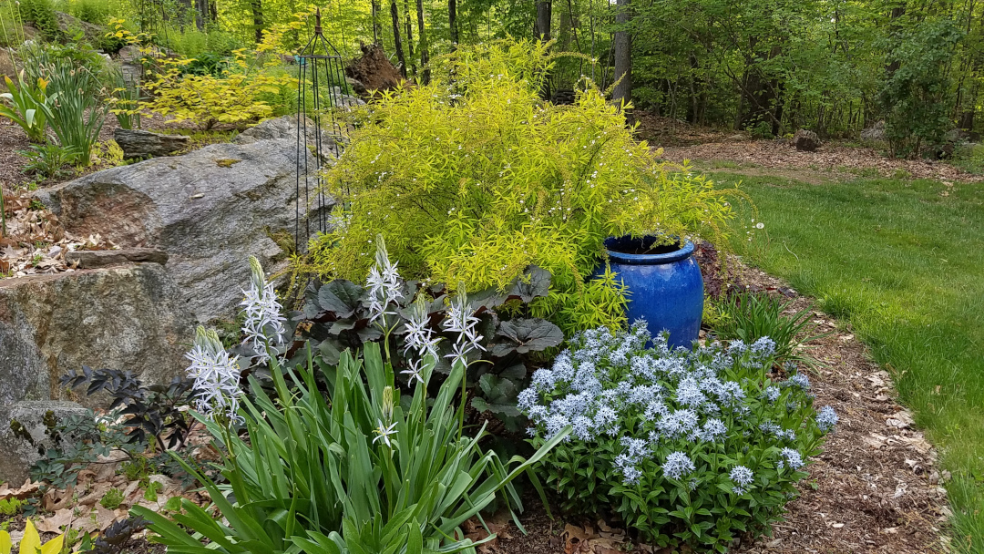 Cama de jardín con follaje chartreuse y flores azules
