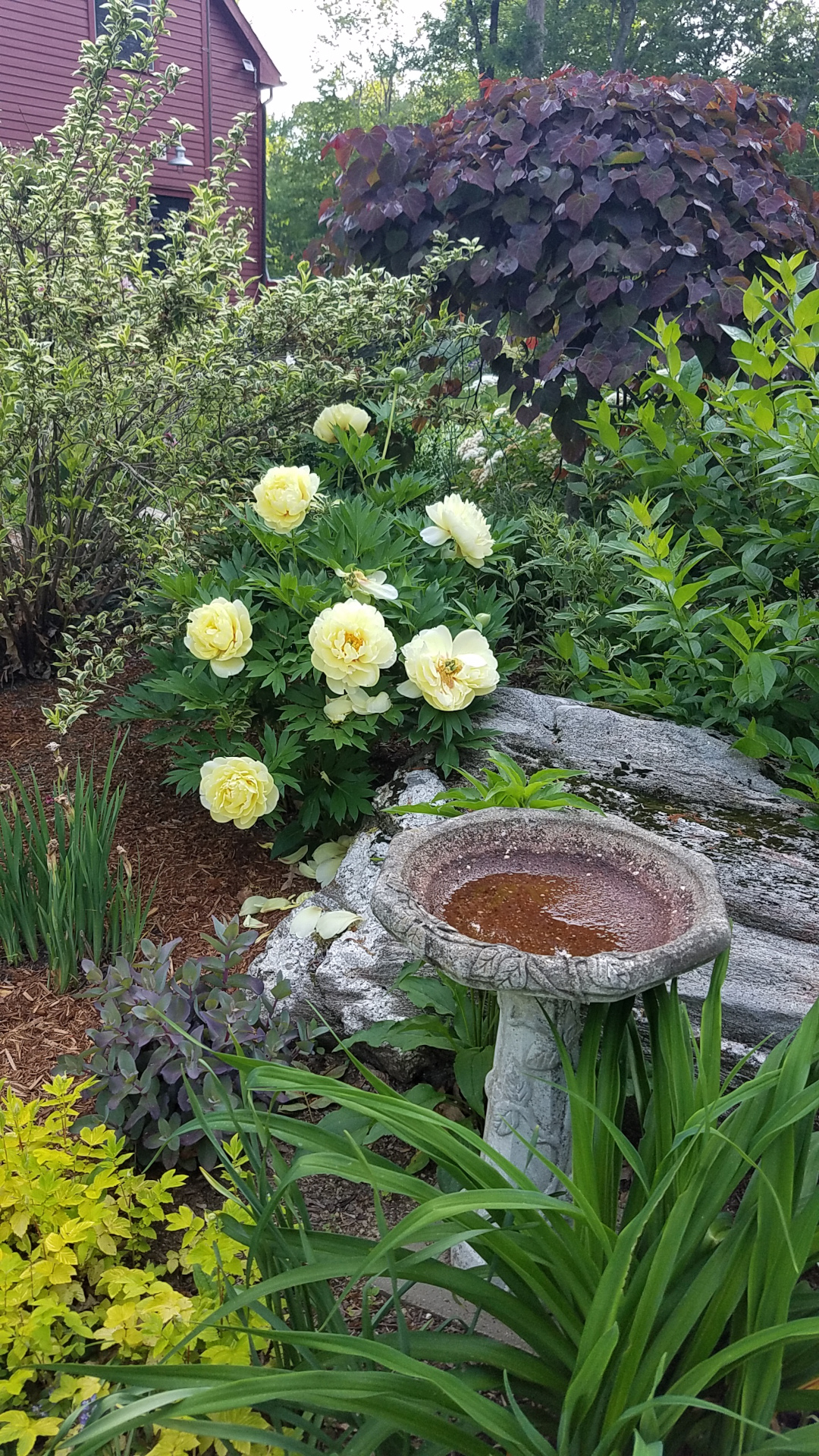 Cama de jardín con bañera para pájaros, varias plantas verdes y grandes flores amarillas