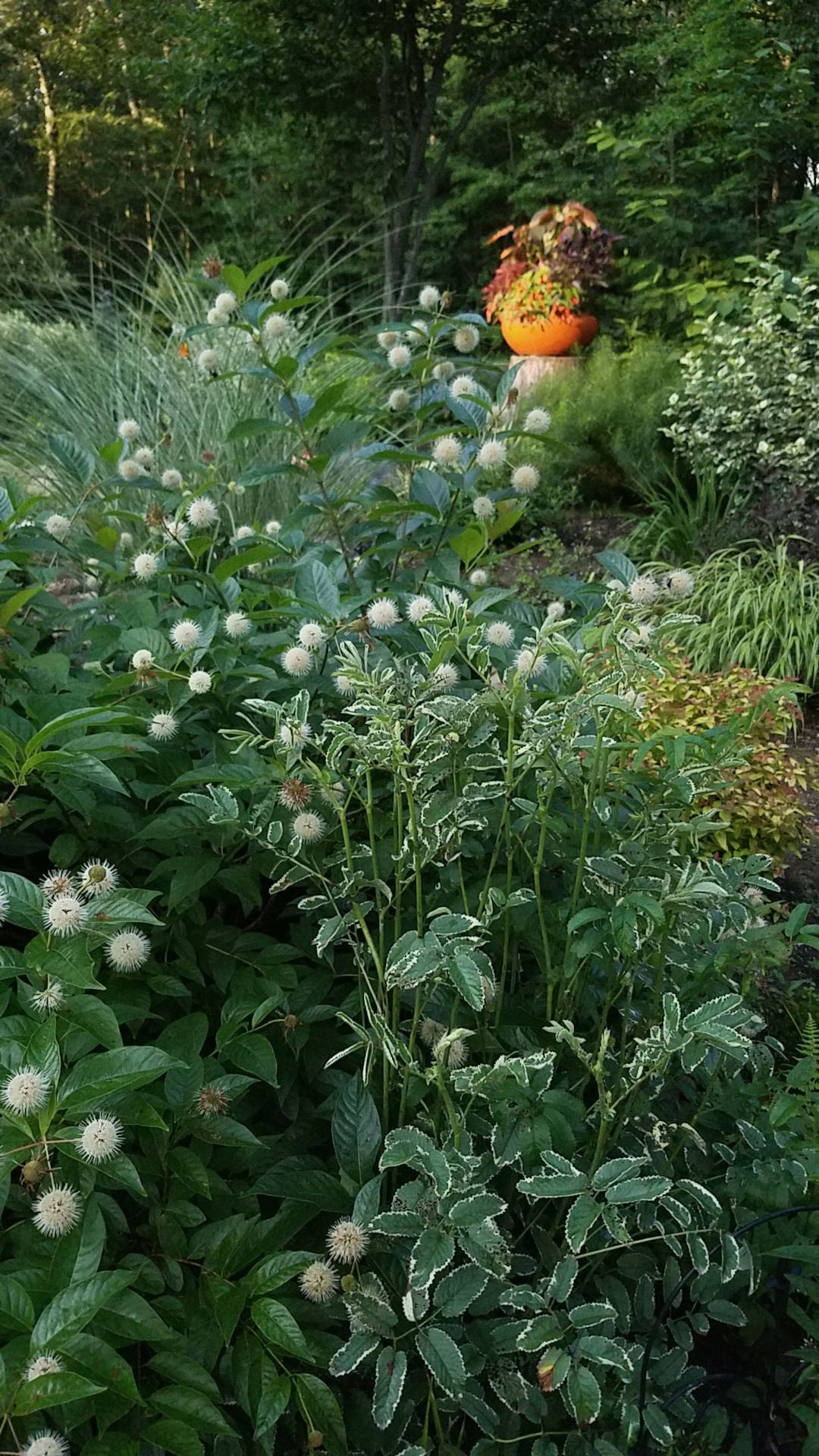 Cama de jardín de plantas verdes y blancas.