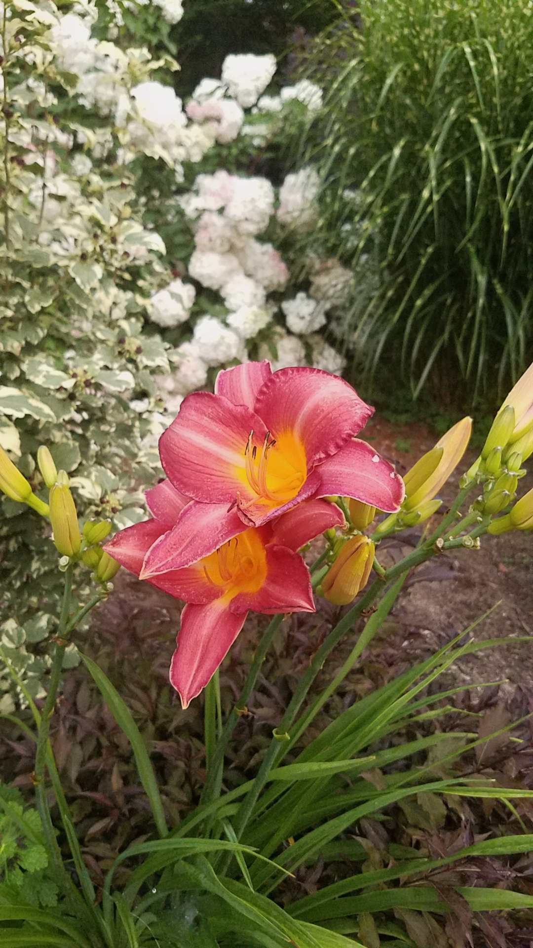 Flores rosadas de azucenas con plantas blancas en el fondo
