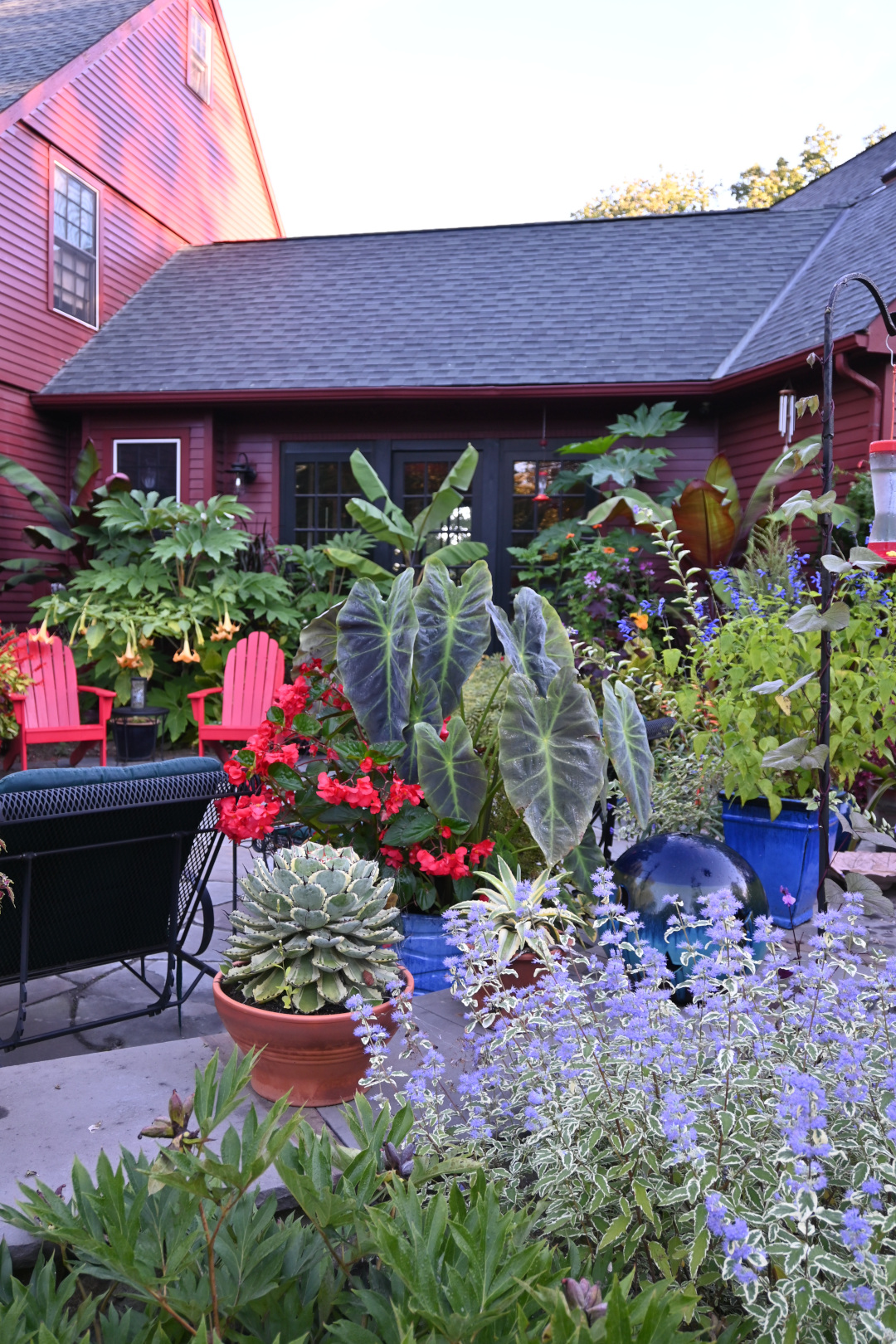 patio trasero lleno de plantas tropicales en contenedores