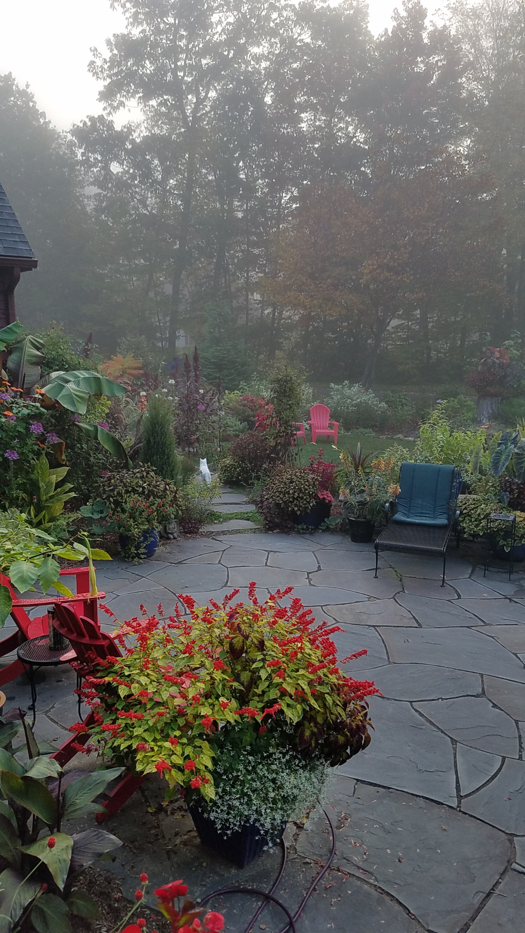 Vista del jardín desde el patio en una mañana de niebla
