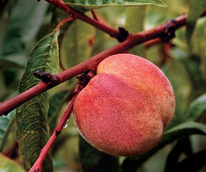 How to Grow Peach and Nectarine Trees FineGardening