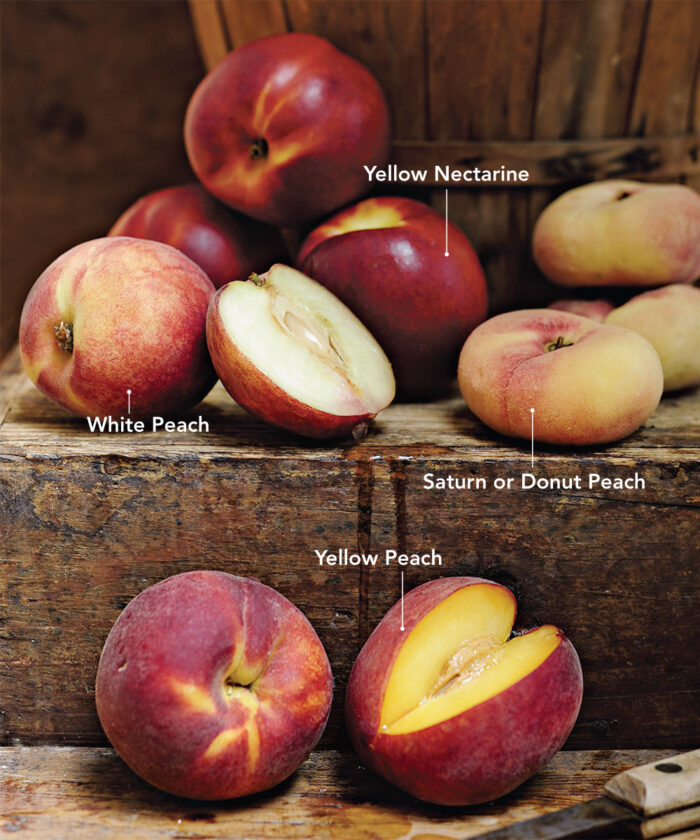 How to Grow Peach and Nectarine Trees Fine Gardening