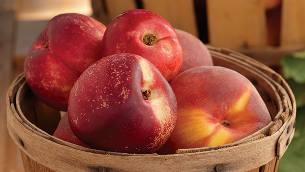 How to Grow Peach and Nectarine Trees - FineGardening - Vimarsana News