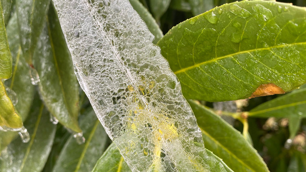 Ice Storm in Laura's Garden - FineGardening - Vimarsana News